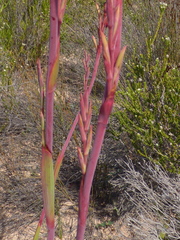 Watsonia meriana