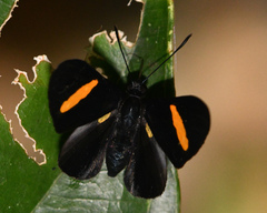 Isapis agyrtus