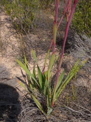 Watsonia meriana