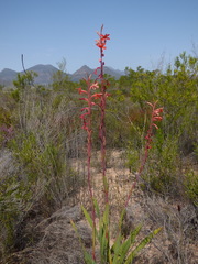 Watsonia meriana