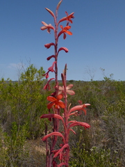 Watsonia meriana