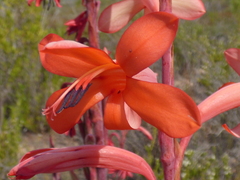 Watsonia meriana