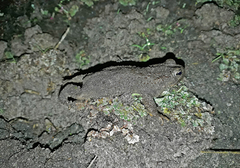 Rhinella dorbignyi