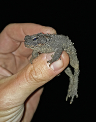 Rhinella dorbignyi