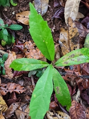Sphenodesme involucrata