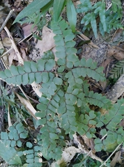 Adiantum flabellulatum