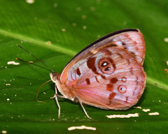 Eunica orphise
