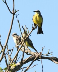 Tyrannus albogularis