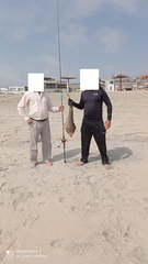 Pseudobatos planiceps