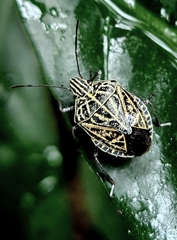 Cappaea taprobanensis