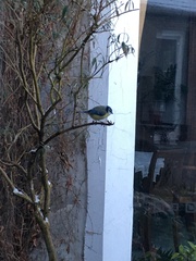 Cyanistes caeruleus
