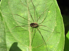Phalangiinae
