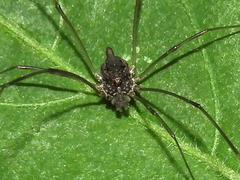 Phalangiinae