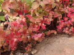 Crassula strigosa