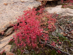 Crassula strigosa
