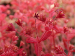 Crassula strigosa