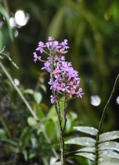 Epidendrum secundum