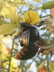 Xylocopa augusti