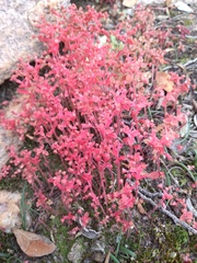 Crassula strigosa