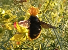Xylocopa augusti