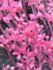 Crassula strigosa