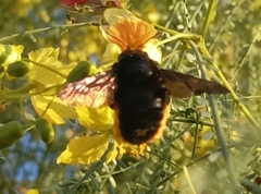 Xylocopa augusti