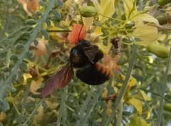 Xylocopa augusti