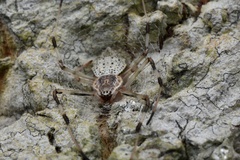 Herennia multipuncta