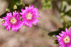 Delosperma