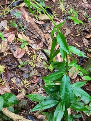 Vallaris solanacea