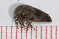 Ophiderma