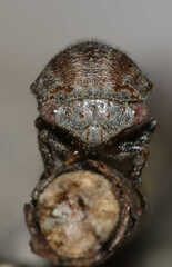 Ophiderma