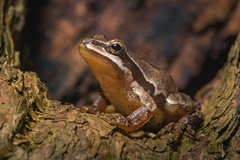 Hyla