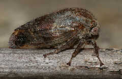 Ophiderma