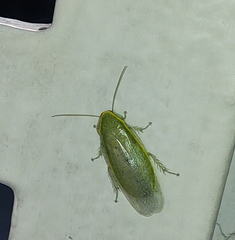 Panchlora