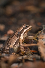 Hyla