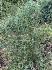 Ceanothus thyrsiflorus