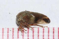 Ophiderma