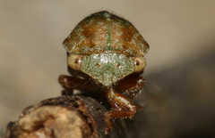 Ophiderma