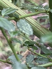 Ceanothus thyrsiflorus