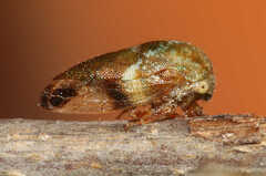 Ophiderma