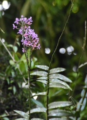 Epidendrum secundum