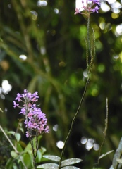 Epidendrum secundum