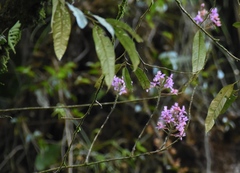 Epidendrum secundum