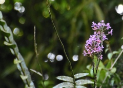Epidendrum secundum