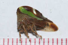 Smilia camelus