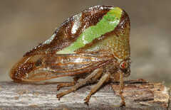 Smilia camelus