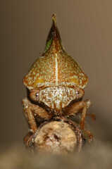 Smilia camelus