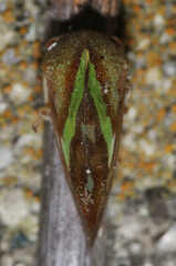 Smilia camelus