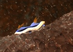 Chromodoris annae